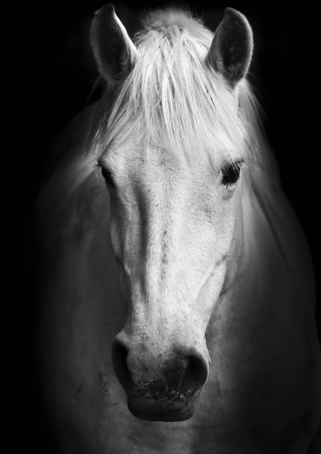 Horses
