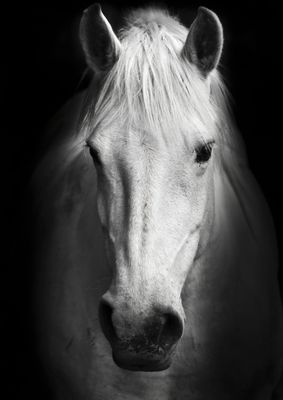 Horses