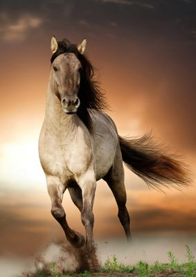 Horses