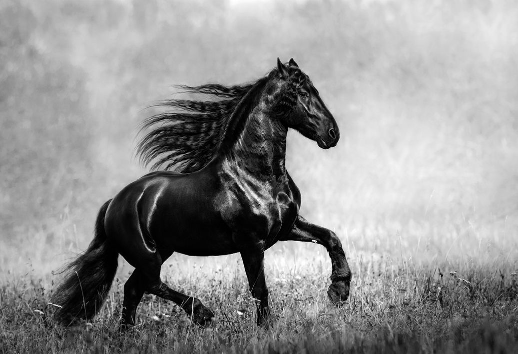 Horses