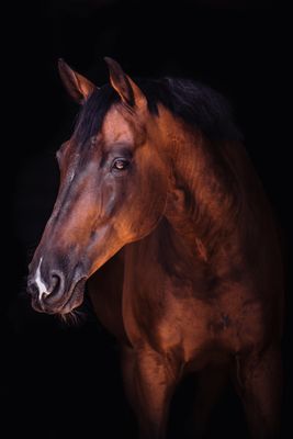 Horses