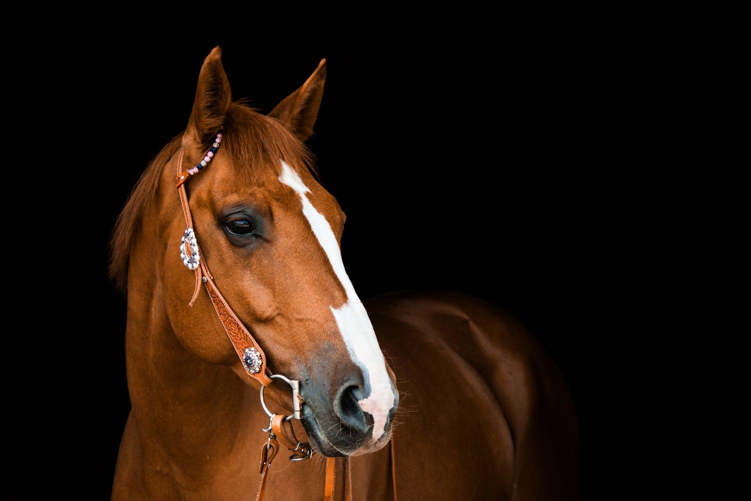 Horses