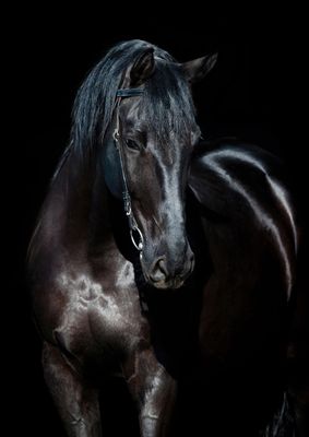 Horses