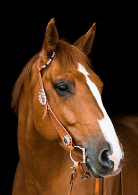 Horses