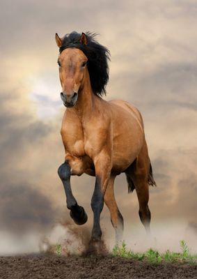 Horses