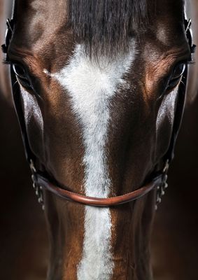 Horses
