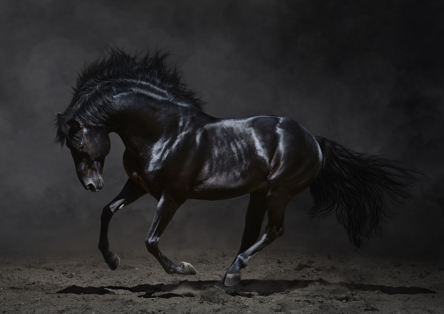 Horses