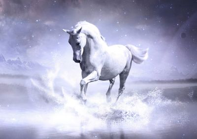 Horses