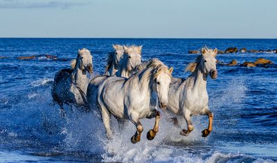 Horses