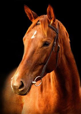 Horses