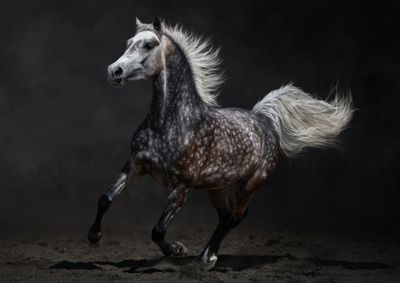 Horses