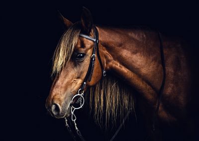 Horses