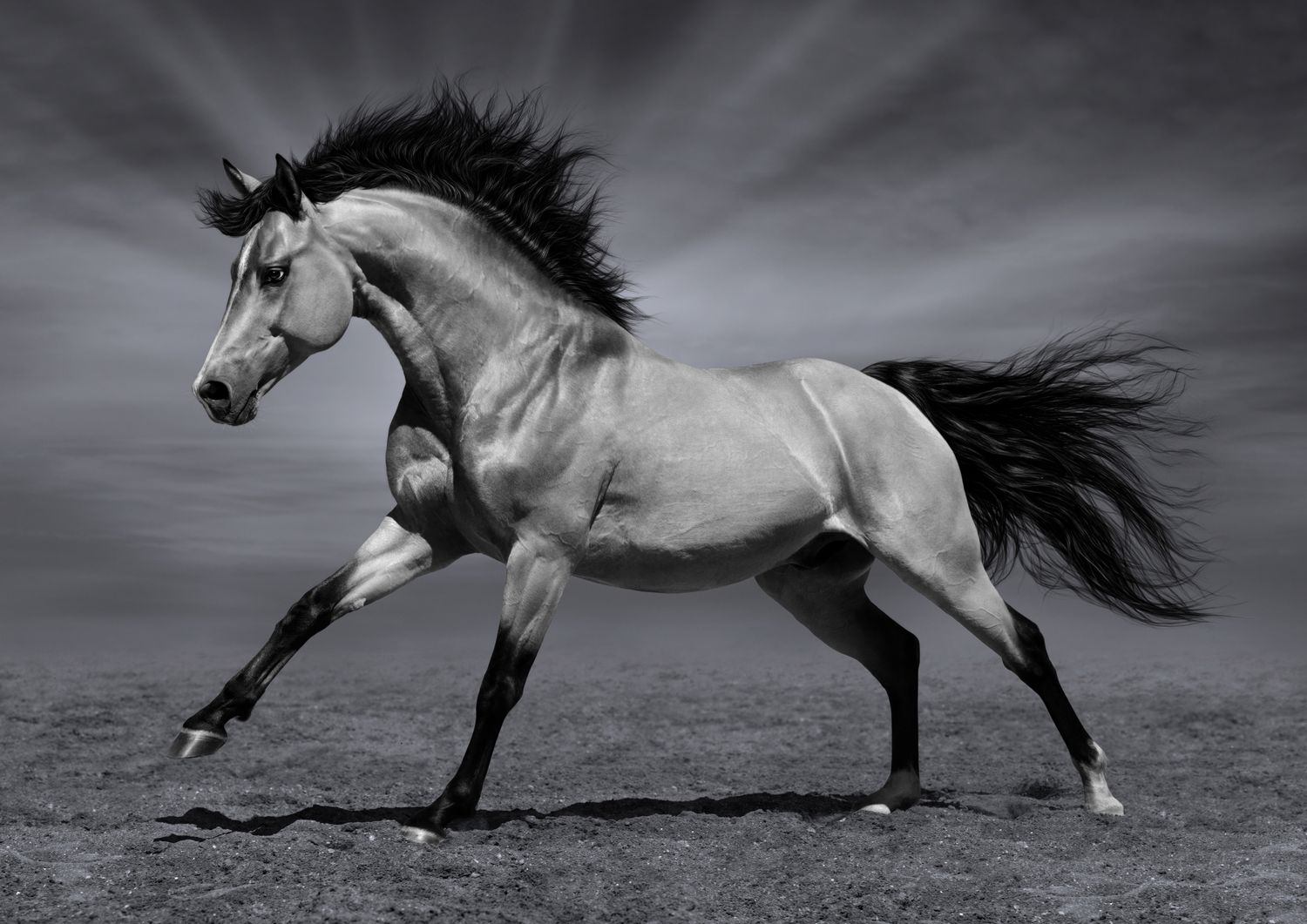 Horses