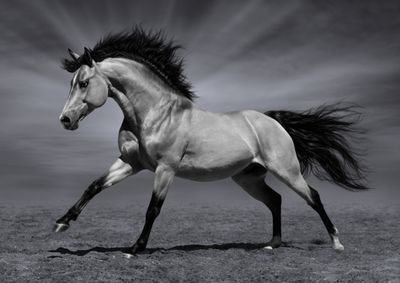 Horses