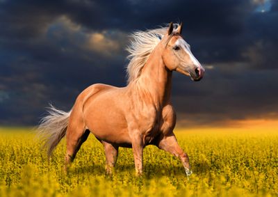 Horses
