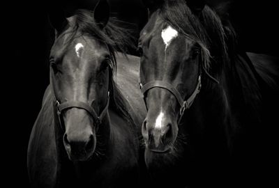 Horses