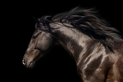 Horses