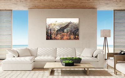 African Giraffe Bull