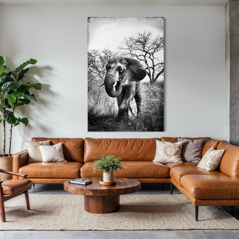 Canvas Collection