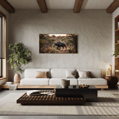 African Buffalo