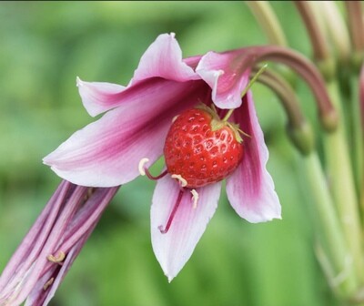 Petals &amp; Strawberries