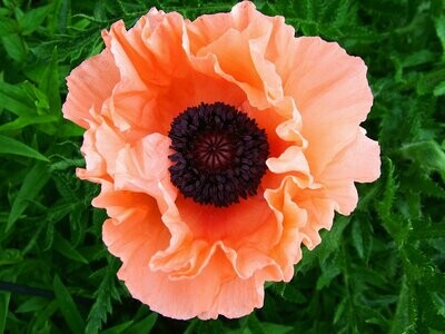 Peach Poppy