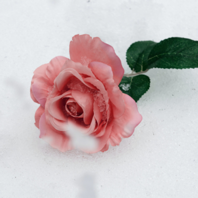 Winter Rose &amp; Pink Pepper