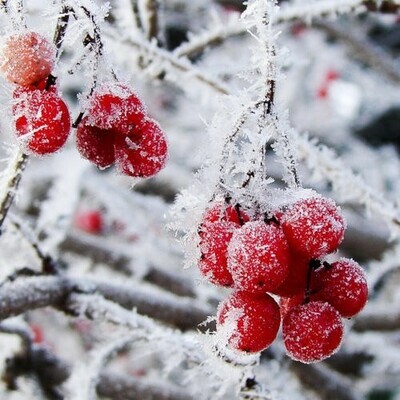 Festive Fig &amp; Snowberry