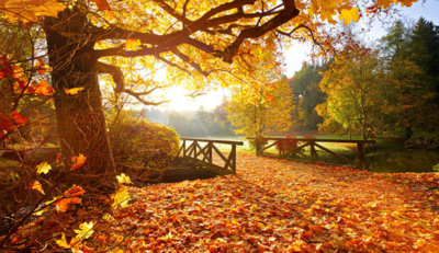 Autumn Leaves