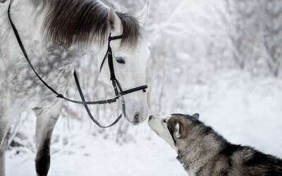 Eskimo&#39;s Kiss