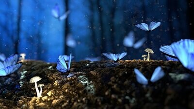 Enchanted Dream