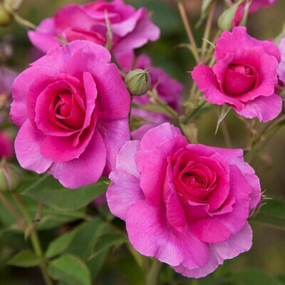 Rose Wonderland