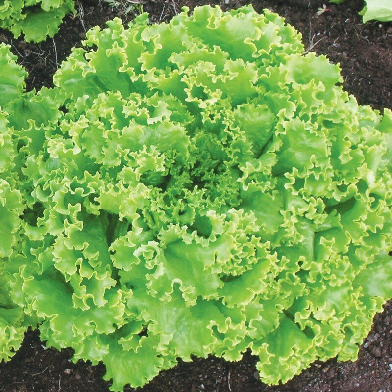 lechuga