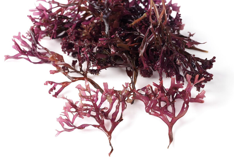 Ocean Grown Purple Sea Moss
