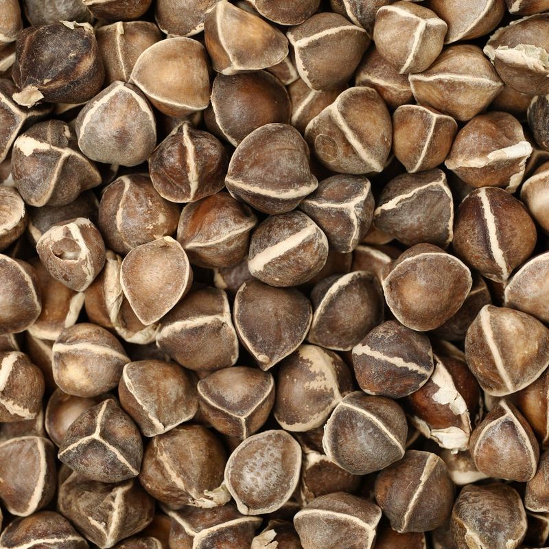 30 Day Supply Of Moringa Seeds