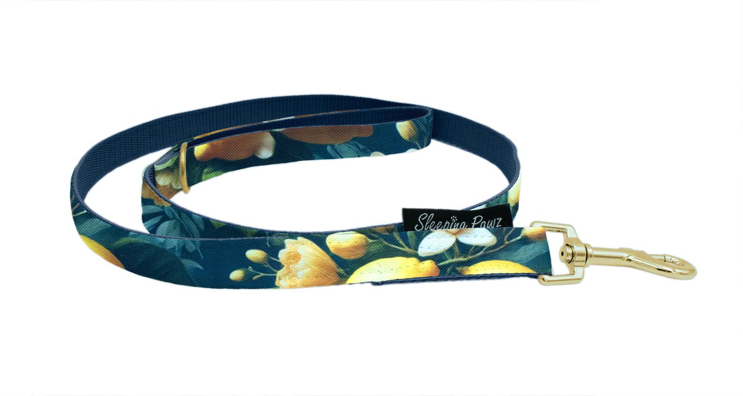 Gurtband Leine Kombi mit fester Handschlaufe