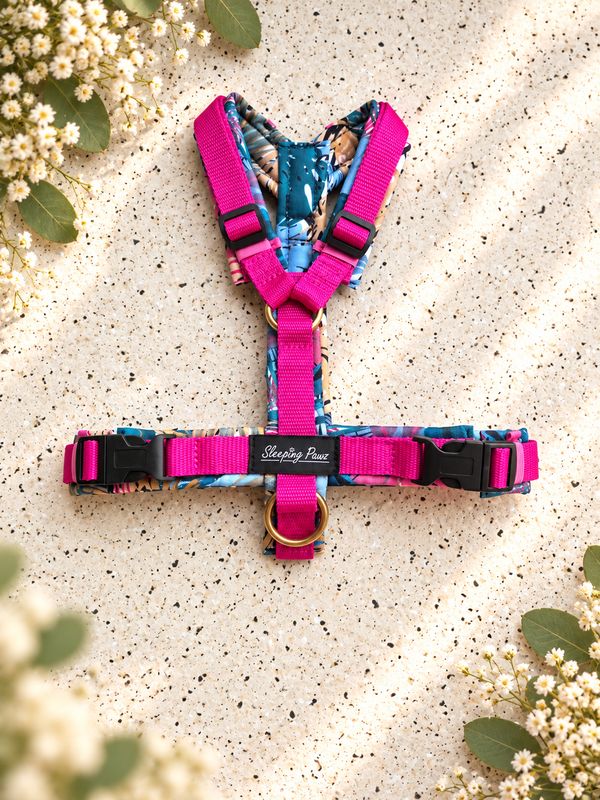 Gr. S Bahamas x Pink