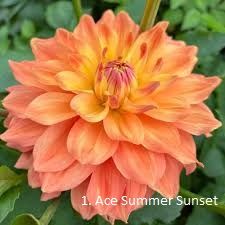 Dahlia