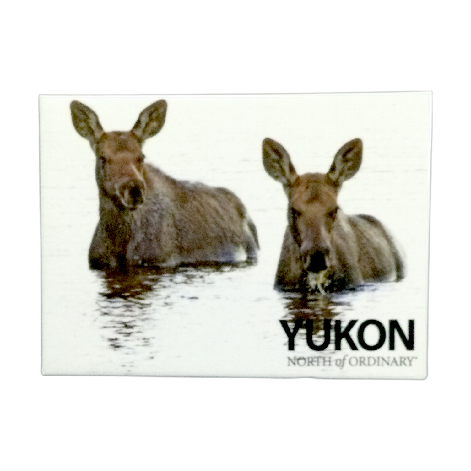 Scenery Two Moose White Magnet