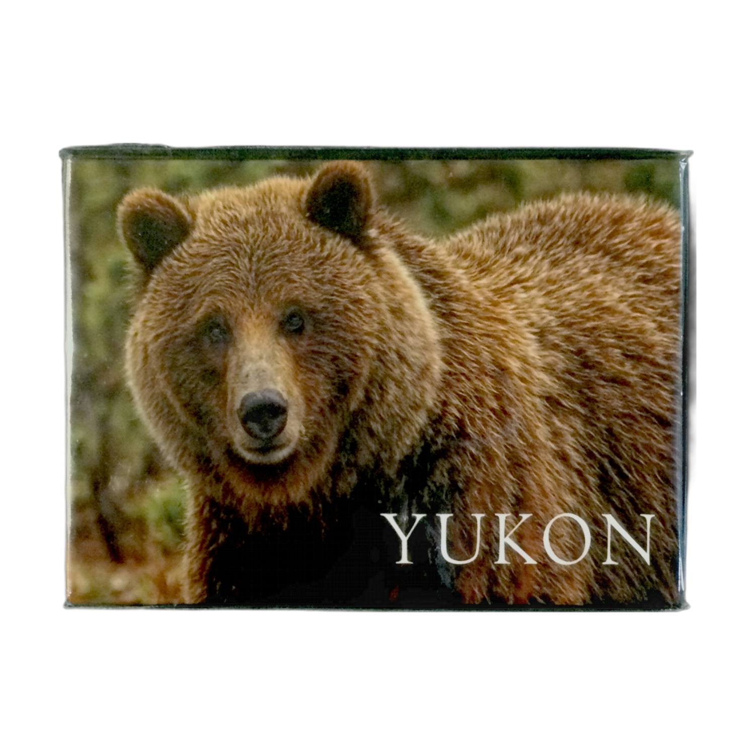 Scenery Grizzly Bear Magnet