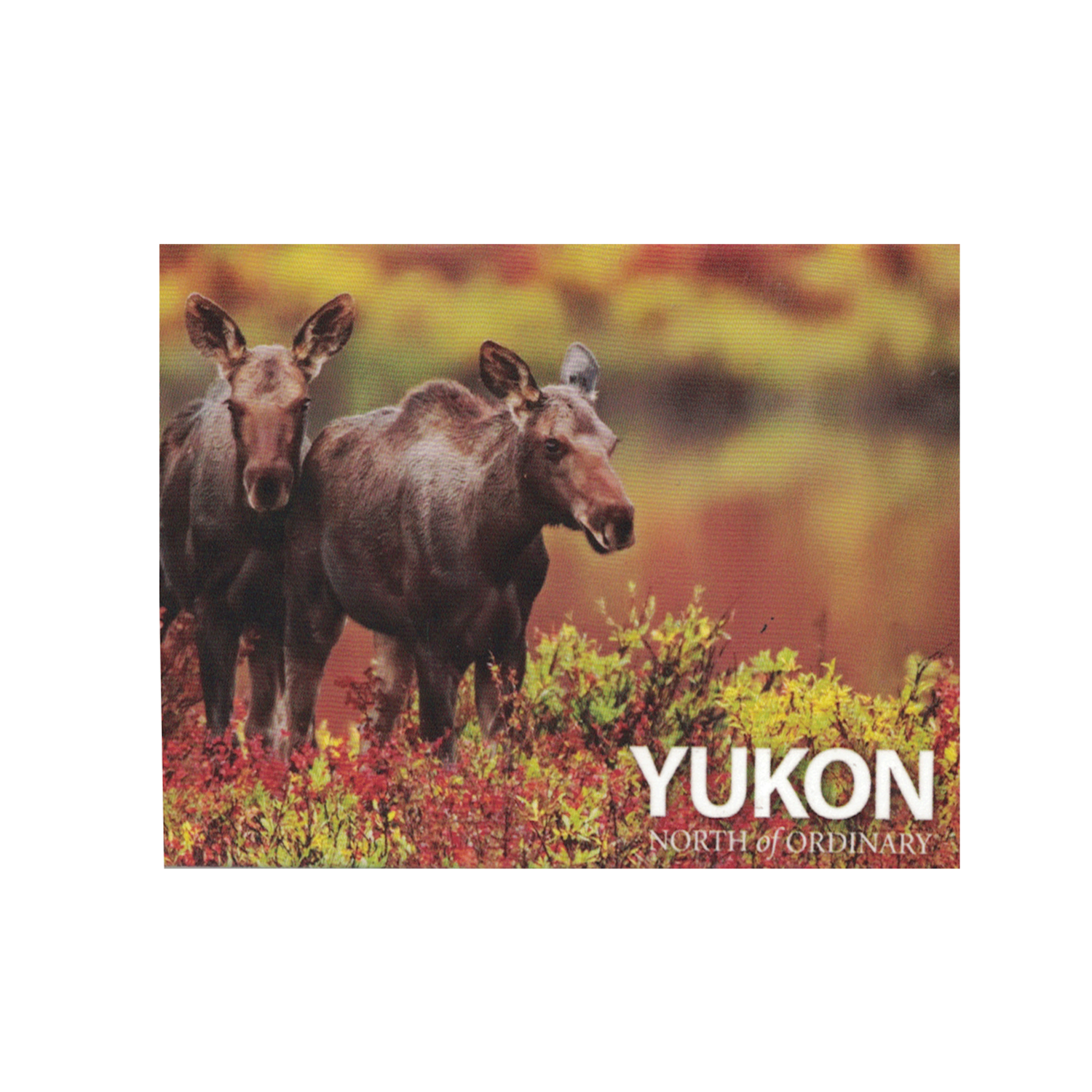 Scenery Two Moose Magnet