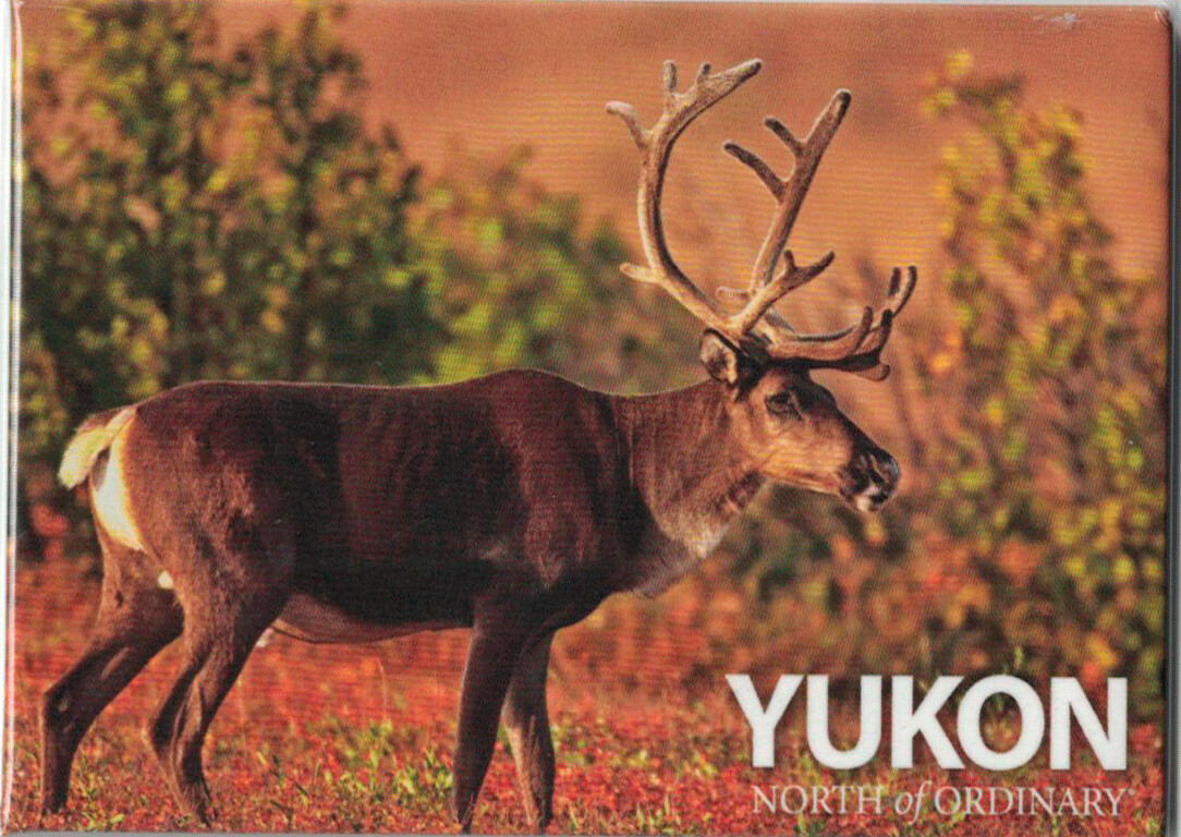 Scenery One Caribou Magnet