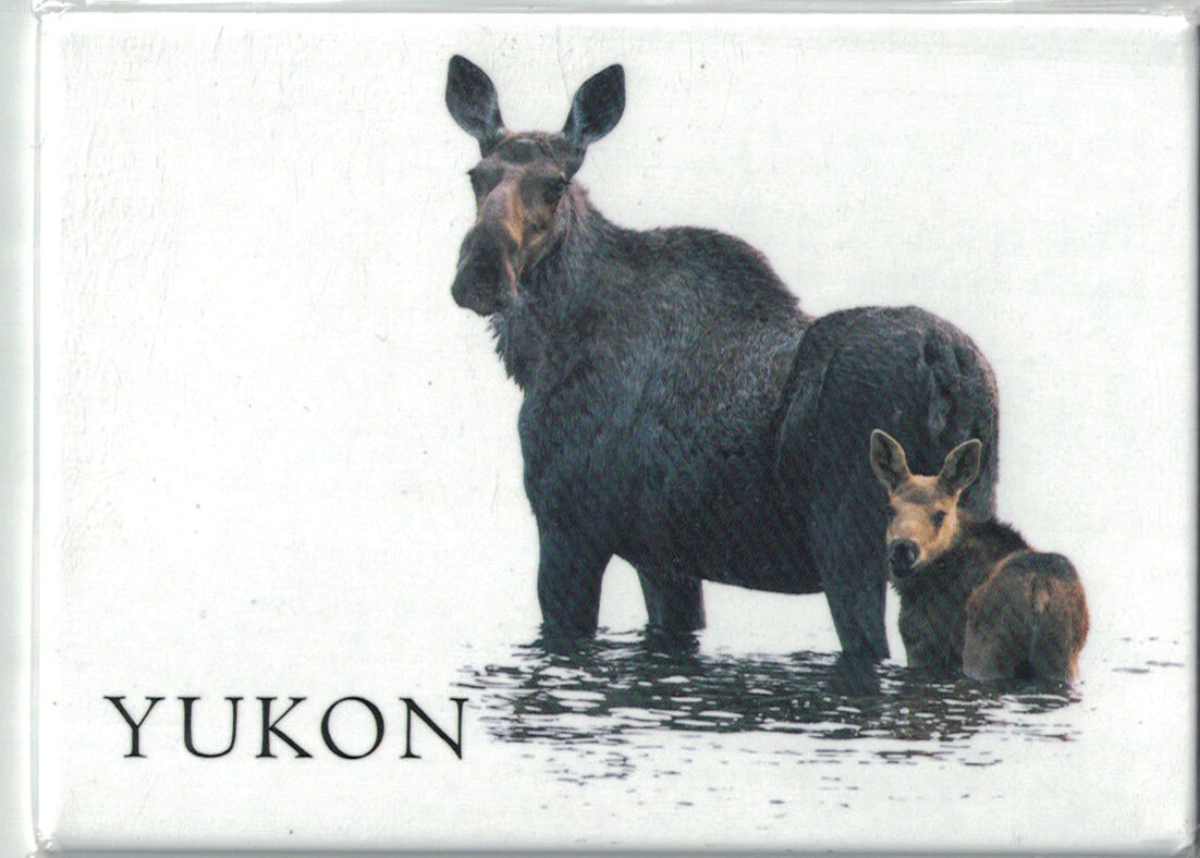 Scenery Moose and Calf Magnet