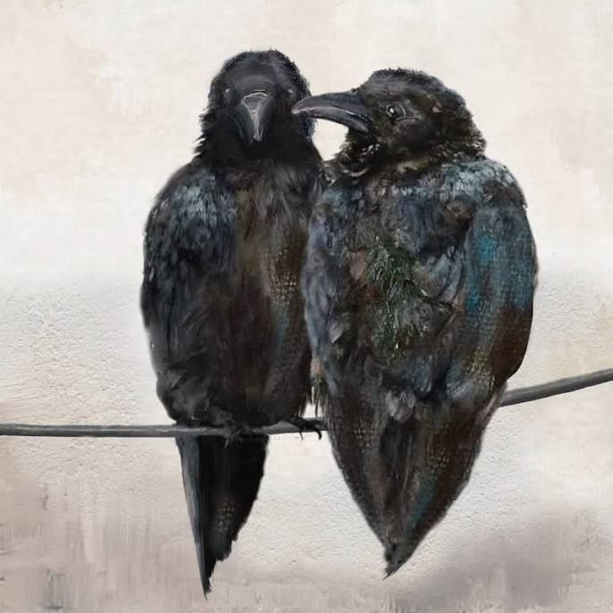 Marble Coaster Crows Together, Cedar Mountain