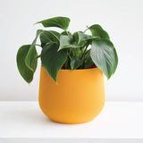 Juniper Planter - Mustard Yellow 6" - Conifer