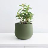 Juniper Planter - Olive Green 4" - Conifer