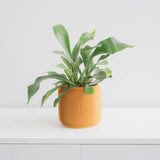 Pine Planter - Mustard Yellow 4" - Conifer