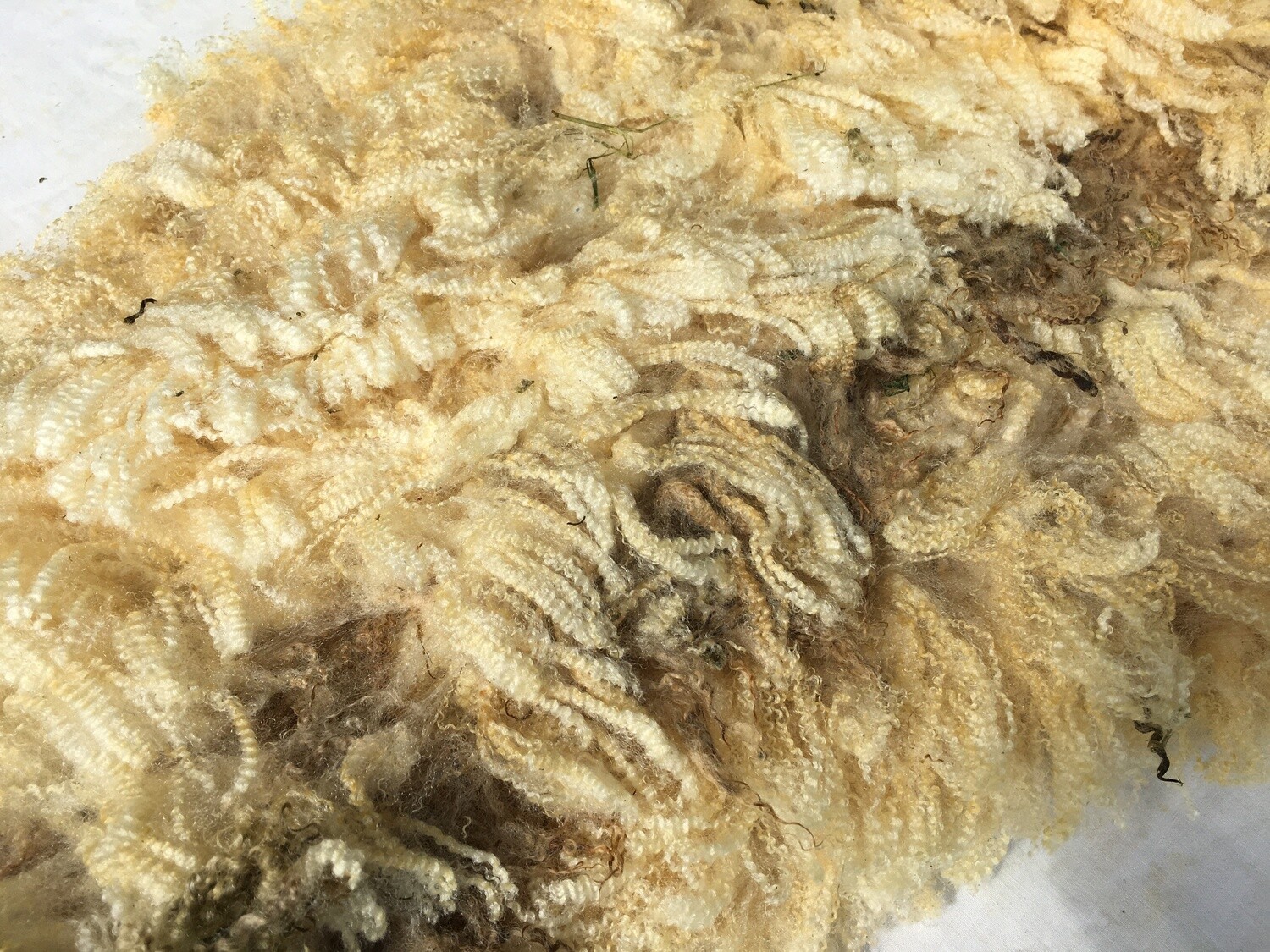 Bluefaced leicester shearling ewe fleece 'Nellie'