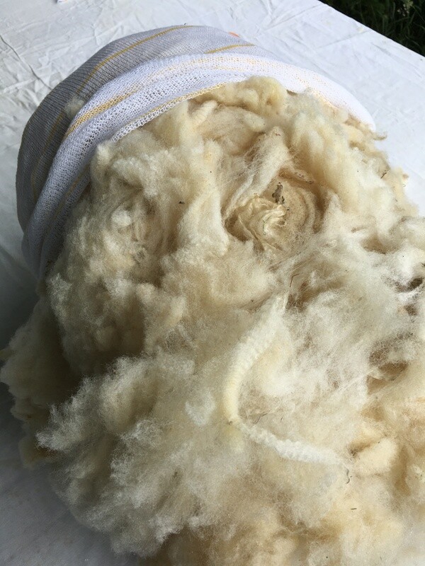 Portland ewe fleece; Marsden flock Portland ewe fleece; Marsden flock