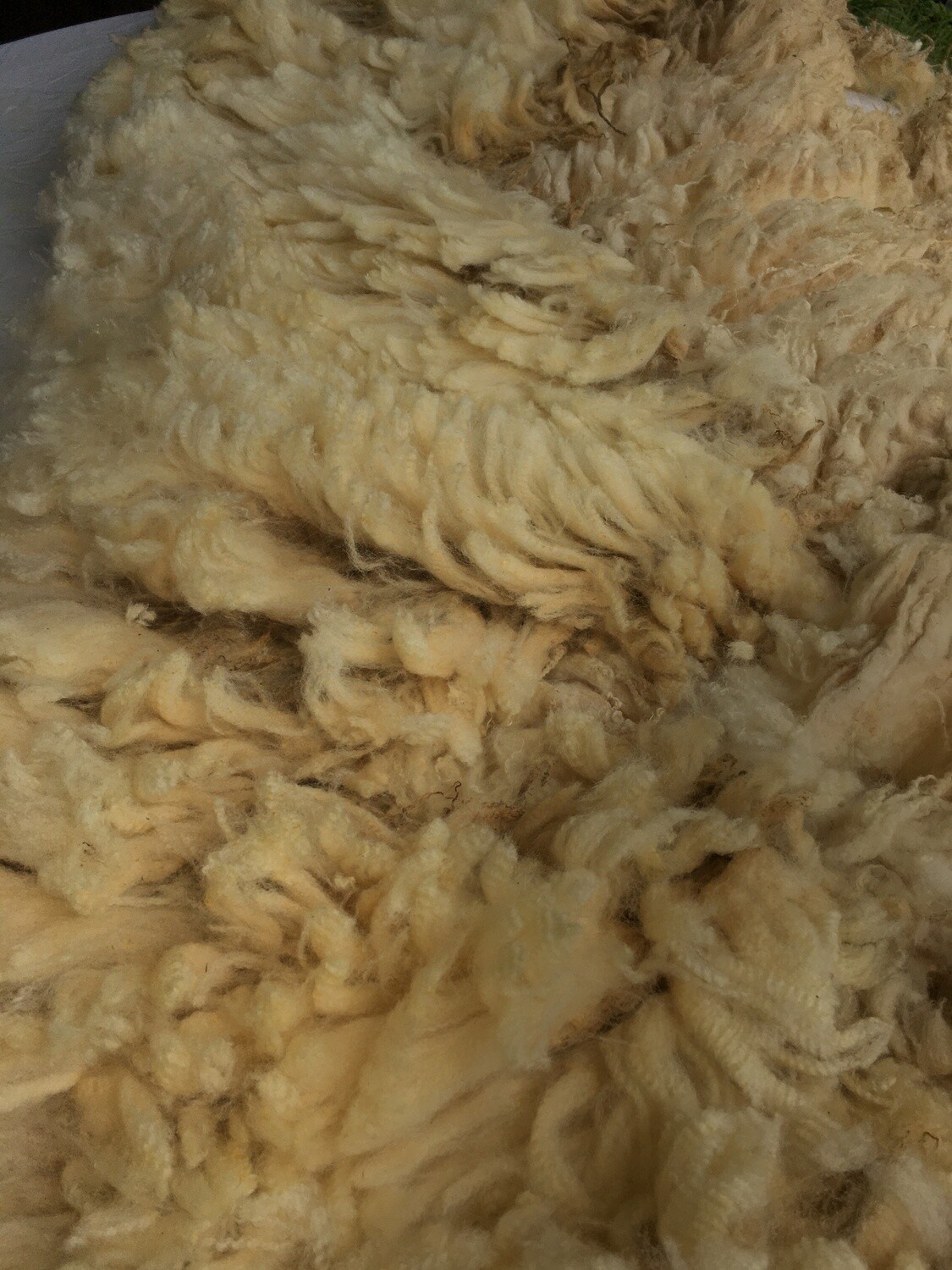 Portland shearling ewe fleece